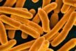 Requirements for studying education and biology in Fulafia
