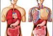 Requirements to study anatomy in Uniuyo