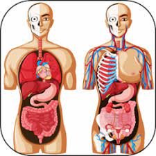 Requirements to study anatomy in Uniuyo