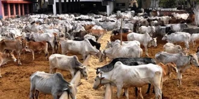 IPOB condemned the Nigerian government livestock project, calling it a disguised ‘land waters’