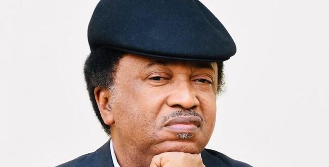 The leader of the opposition of the alley against Tinubu was driven by the personal frustration of Shehu Sani