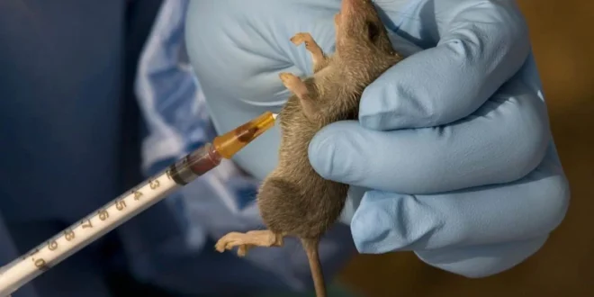 146 dead, 25 doctors infected as Lassa fever wave highlights gaps in Nigerian healthcare system