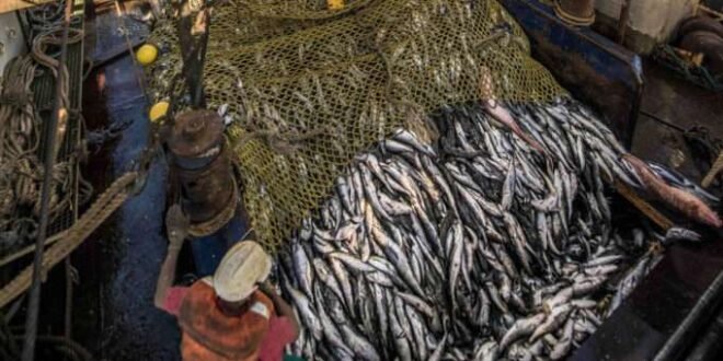 The investment of $ 1 billion could halve the imports of Nigeria fish in four years – Tadan