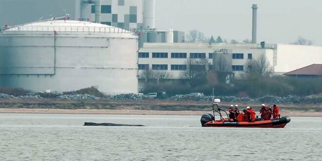 Humpback whales strand again off German coast – just days after rescue | World News