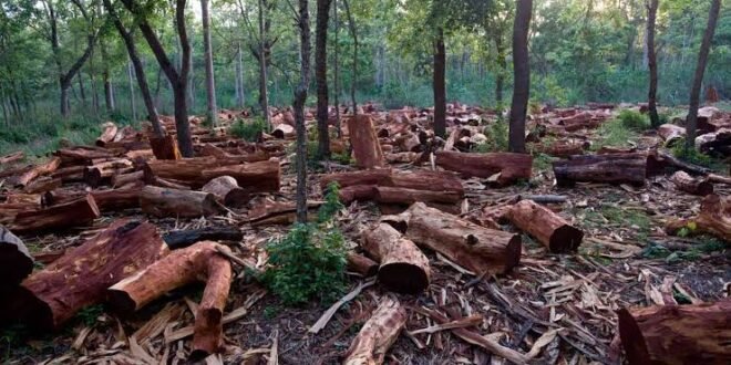 Nigeria has lost almost all its forests: experts issue an urgent warning