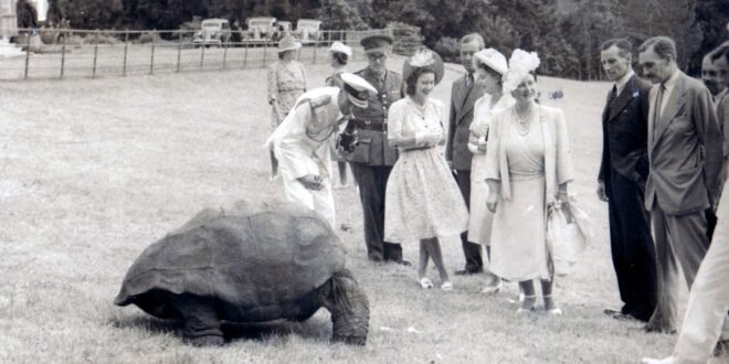 Jonathan, giant tortoise, world’s oldest land animal ‘still alive’ after being caught up in alleged crypto scam | World News