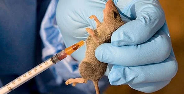 Lagos raises the alarm over Lassa fever epidemic