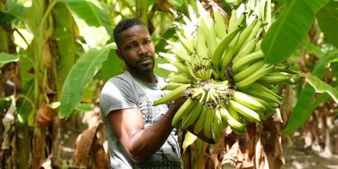 The shockwaves of the Middle East war reach the Caribbean as food prices soar