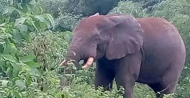 Elephant Invasion Destroys Crops in Grand Cape Mount, Raises Food Security Fears