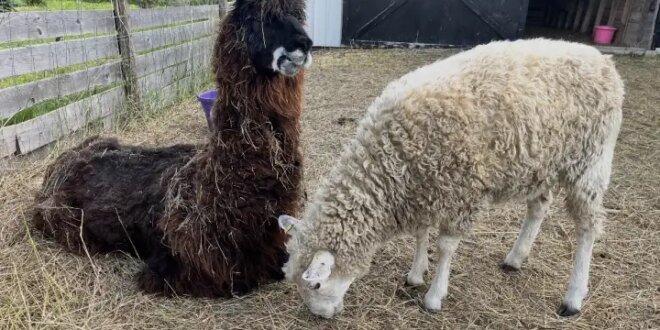 An unexpected friendship formed in Sask. farm