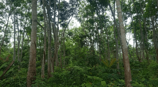 INVESTIGATION: How neglect and broken promises cripple Imo’s Rubber Estate