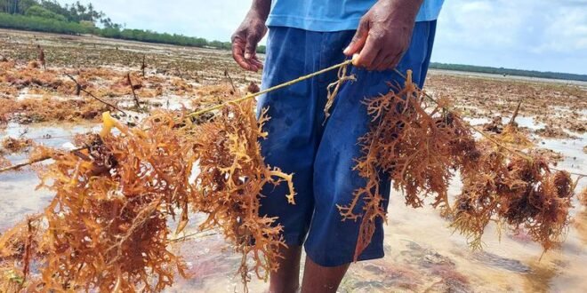 Why environmentally friendly alternatives to plastic are hard to compete with