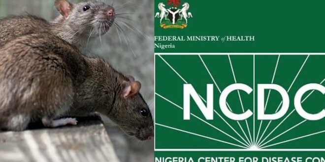 A new wave of Lassa fever hits Nigeria, 229 deaths, 963 cases