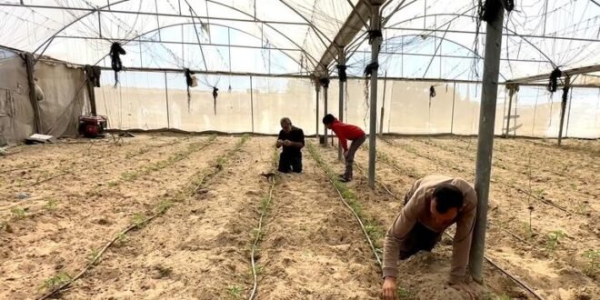 Gaza farmers struggle to rebuild their territory as the WFP warns of settler violence in the West Bank