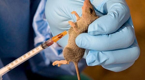Nigeria risks infectious diseases from illegal wildlife trade, others go unchecked – Expert