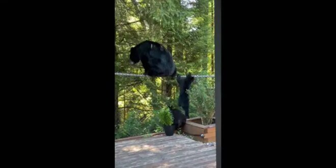 Outrage after ‘Betty’ the bear was shot and killed by Coquitlam RCMP – BC