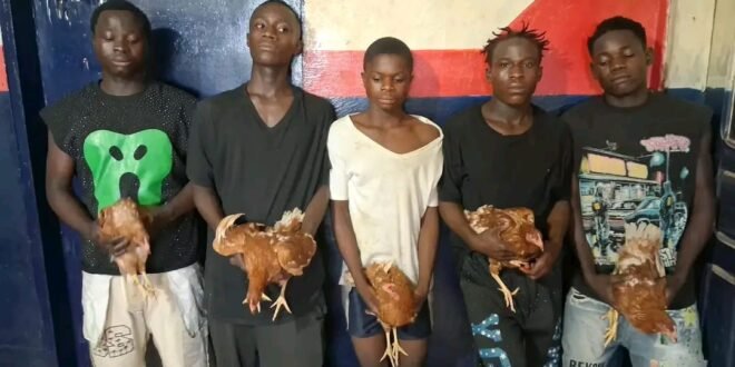 Gbarnga Police Catch Chicken Rogues
