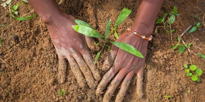 Land degradation costs much more than restoration: UN deputy chairman