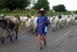 Leaders in the Southern and Central regions vowed to reject the Nigerian government’s plans to free up land for livestock