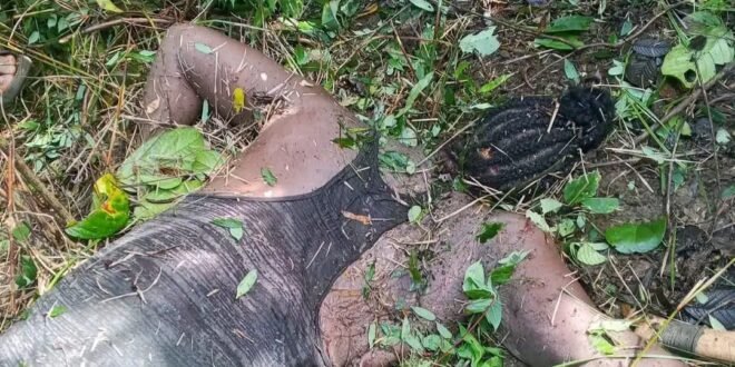 Police Probe Woman’s Death in Palm Tree Accident