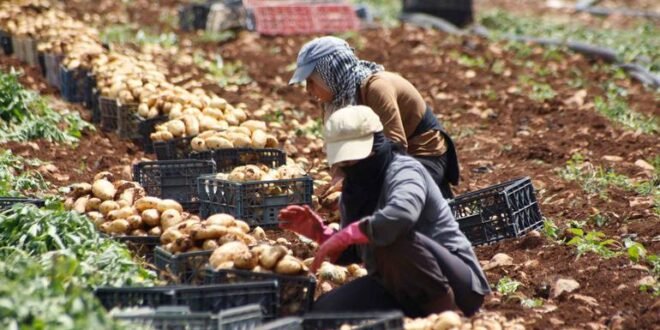 When the war spread, the global food system collapsed