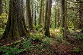 Africa promotes new forest financing models despite $66.8 billion gap
