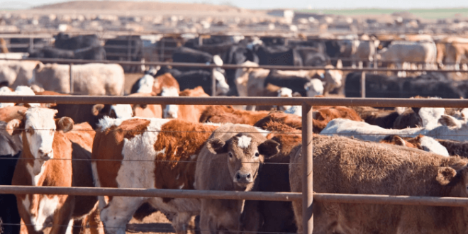 FG trains 200 Kano farmers on sheep and goat production