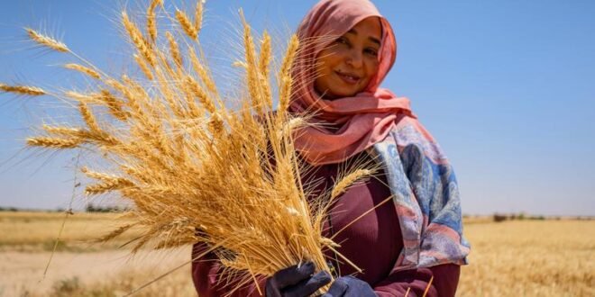 Farmers in Sudan are ready to get back to work – private investment can get them there