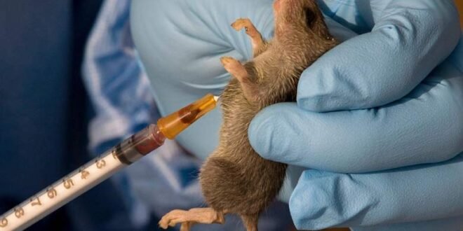 Lassa fever: Nigeria records 259 deaths, 1,086 confirmed cases