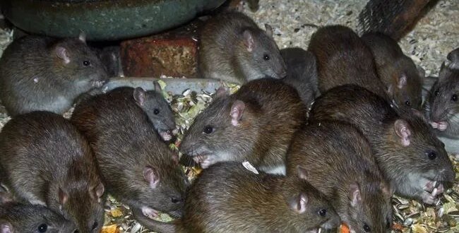 NCDC recorded 259 deaths in 24 states from Lassa fever in 2026