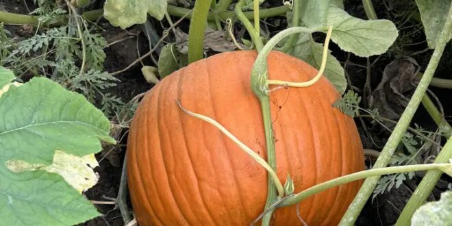 Pumpkin farms ‘at the mercy of Mother Nature’ after extreme weather in Canada – National