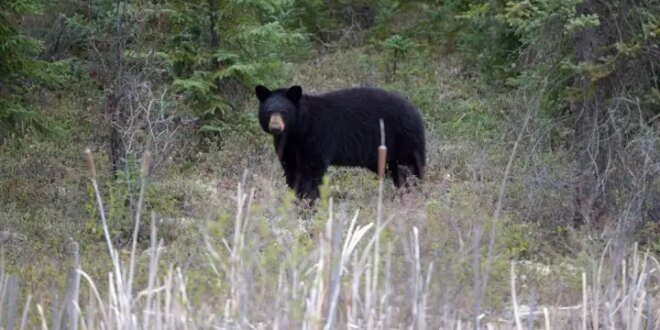Woman flown to hospital after bear attack near Whistler, BC