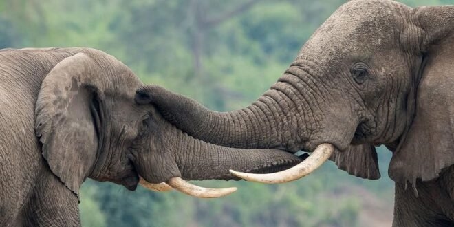 A UN-backed wildlife forensics laboratory in Uganda is turning ivory confiscation into punishment