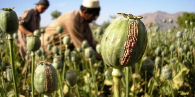 Afghanistan’s opium production has jumped fivefold as farmers find ways to get around the Taliban’s ban