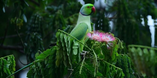 COP17: The world has a plan to save nature. Does this work?