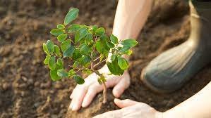 Green Border Initiative: COWA plants 14,882 trees and mobilizes 682 ambassadors in the first year