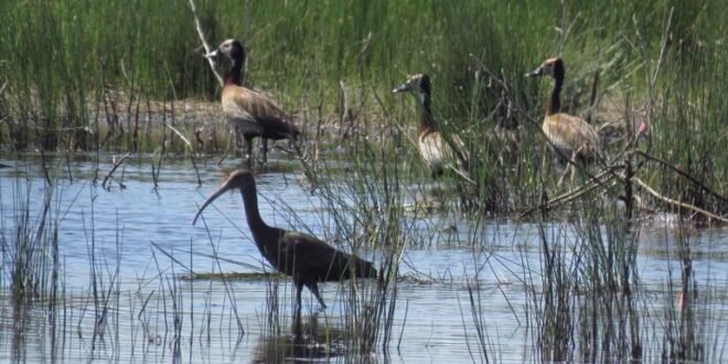 Guterres urged faster action and funding to stop biodiversity loss