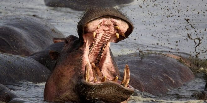 Hippo attacks: How to avoid one of Africa’s most dangerous animals