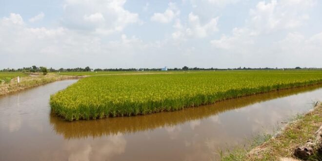 In the Mekong Delta, there is a push to grow food with salt water