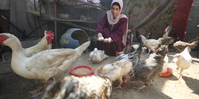 Maintaining livelihoods amidst the crisis in Gaza