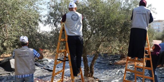 ‘Ominous start’ to West Bank olive harvest amid settler attacks