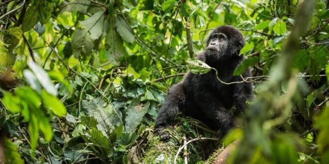 Protecting the earth’s fragile biodiversity was at the forefront of talks in Armenia