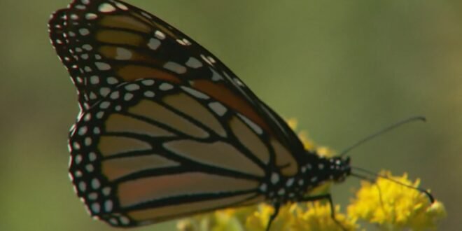 The first butterfly tagged in Winnipeg made it to Mexico, experts say – Winnipeg